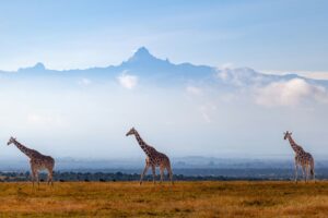 Giraffe with Mt Kenya in the background