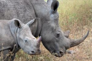 Mother and baby Rhino on Safari