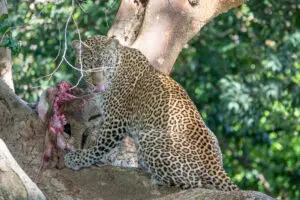 A leopard with its kill in the Maasai Mara