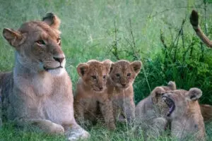 A lioness with her cubs in the Masai Mara