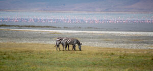 Top 10 Best African Safari Parks & Destinations 15 Zebras and flamingos in Ngorongoro