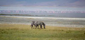 Zebras and flamingos in Ngorongoro