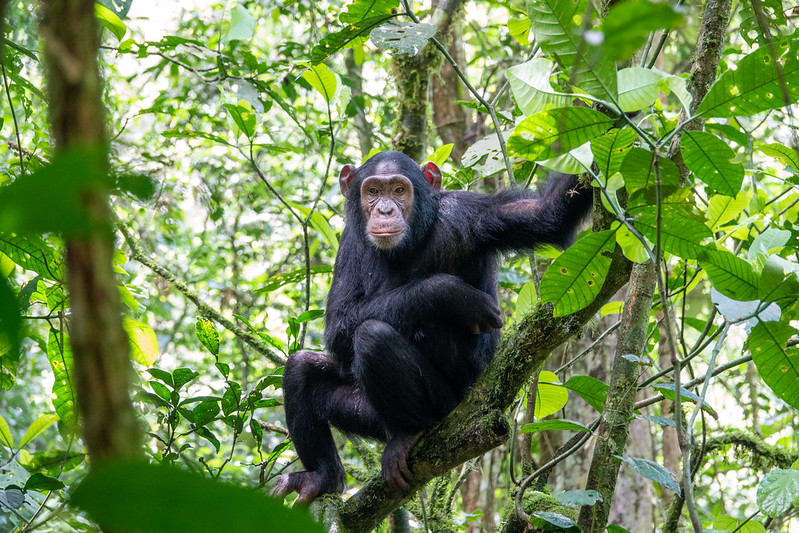 Chimpanzee sitting on a branch