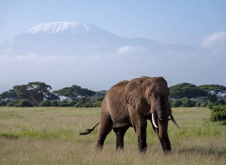 Amboseli Val Simmons
