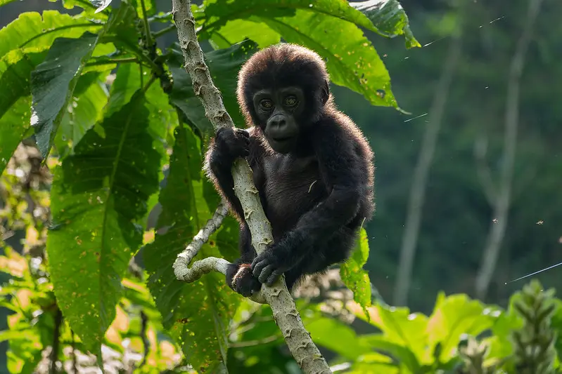 Baby Gorilla Bwindi