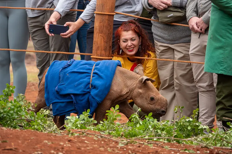 Baby Rhino