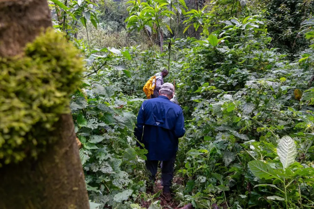 Better gorilla chimp trekking