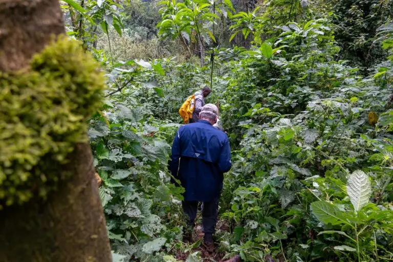 Better gorilla chimp trekking