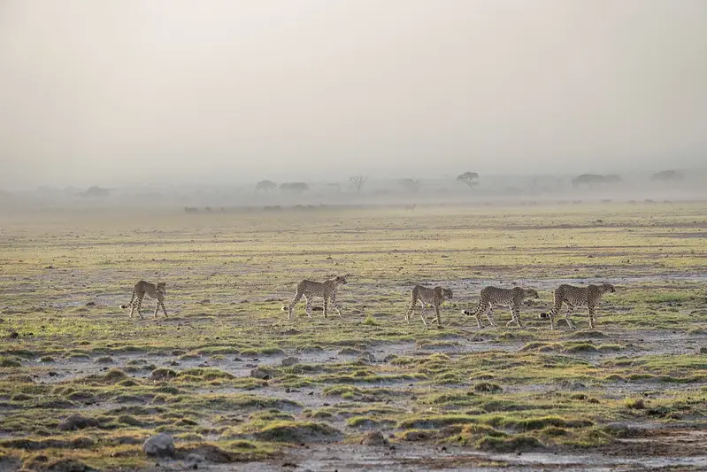 Cheetahs in Amboseli Kenya