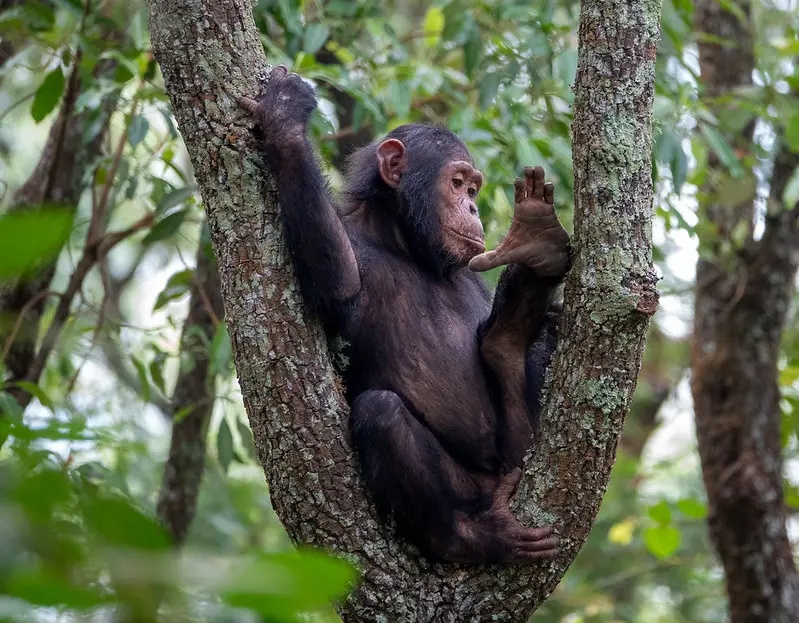 Chimp Gombe