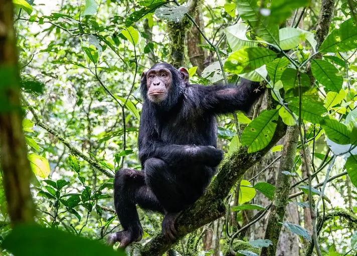 Chimp Kibale Uganda