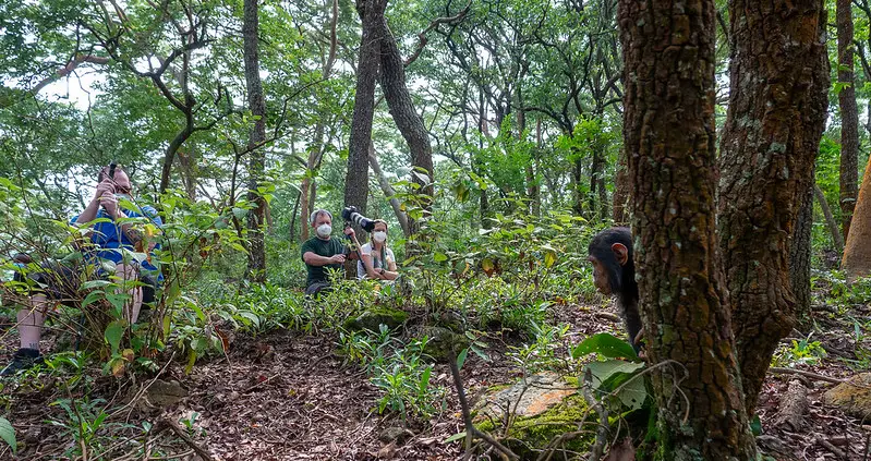 Chimp trekking Gombe