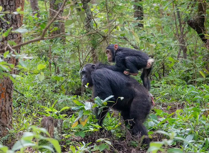 Chimps- Gombe N.P