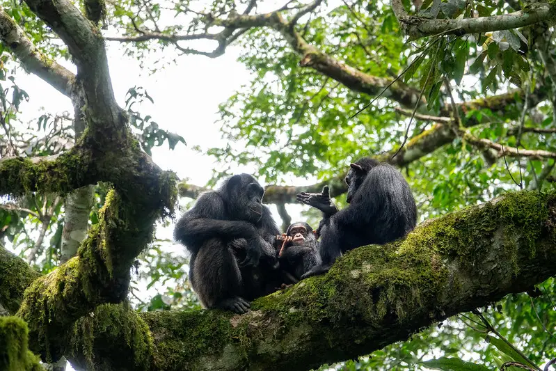 Chimps-Kibale-Uganda