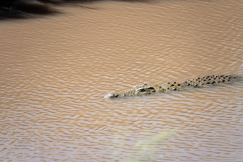 Crocodile Kenya Safari