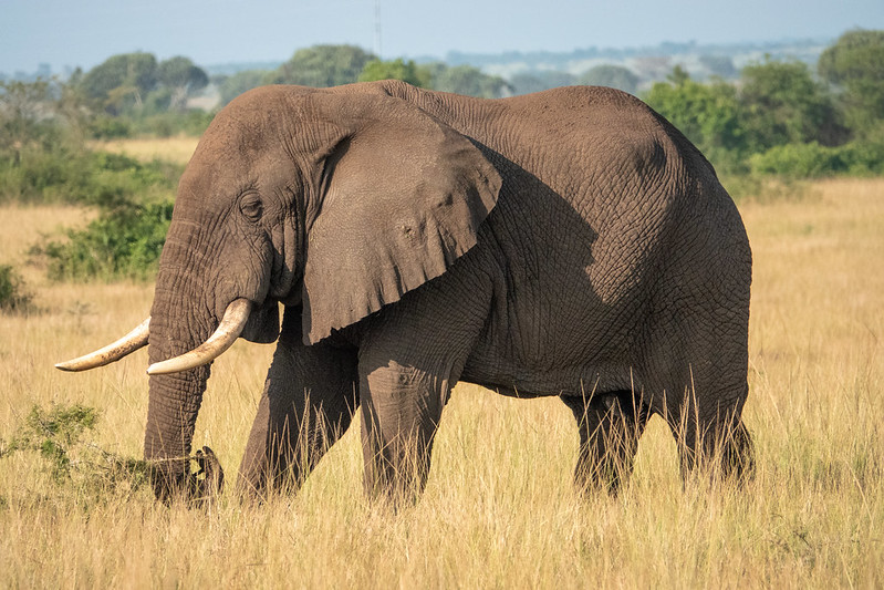 Elephant