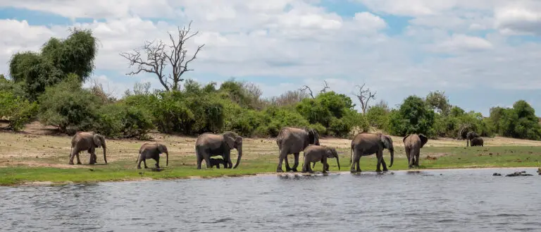 Elephants Roaming across Chobe river