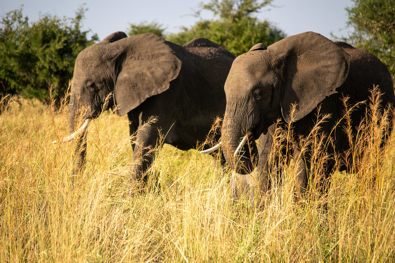 Elephants-Tarangire