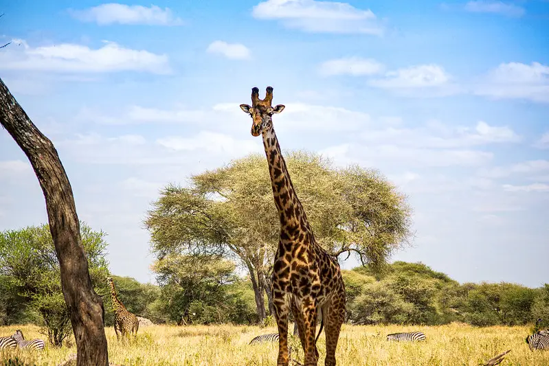 Girrafe Tarangire