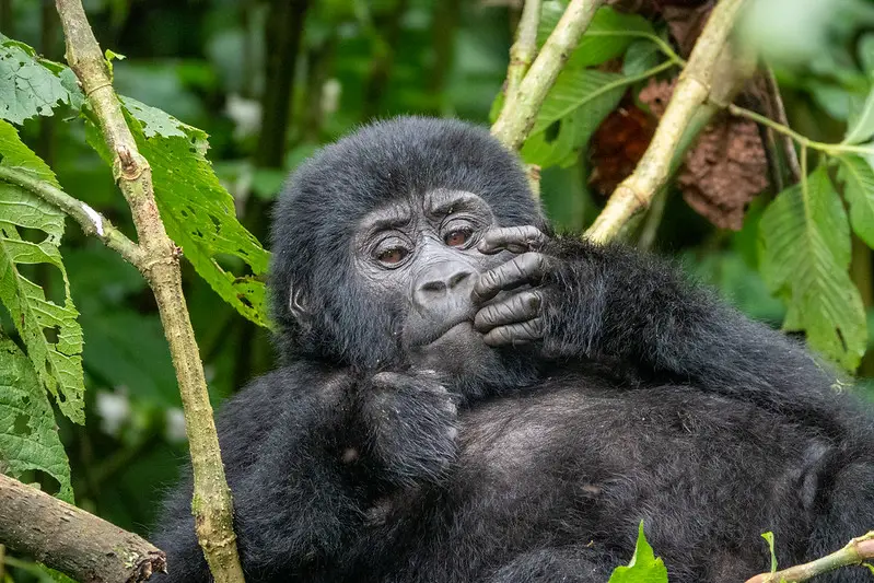 Gorilla 2