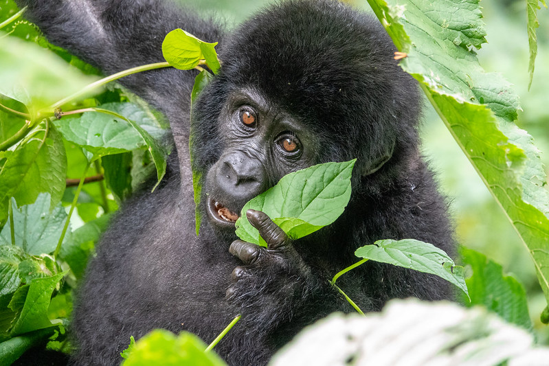 Gorilla Bwindi Uganda