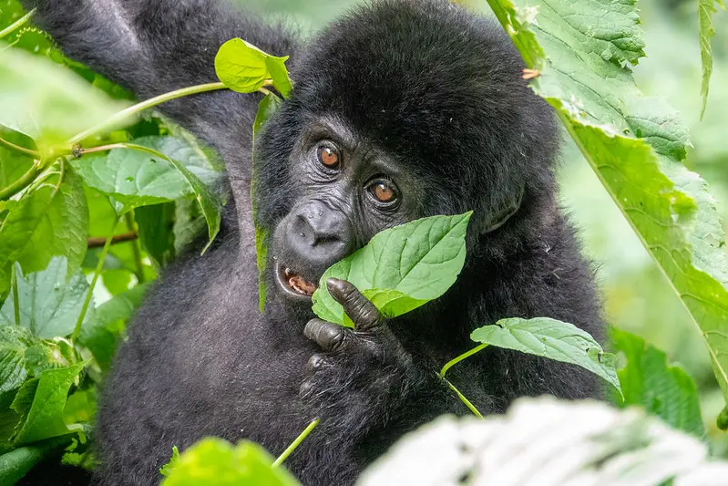 Gorilla Bwindi Uganda