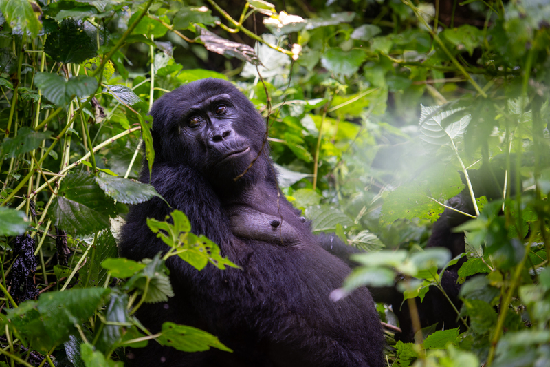 Gorilla Rob Photo