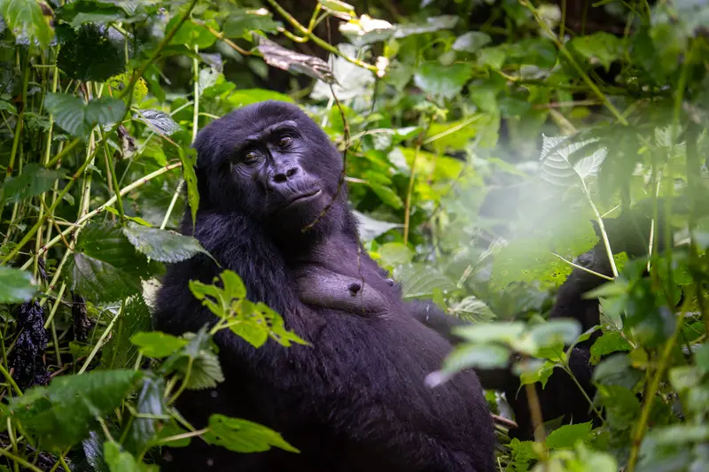 Gorilla trekking safari in East Africa