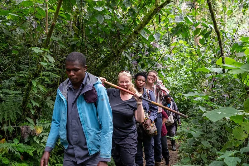 Gorilla Trekking