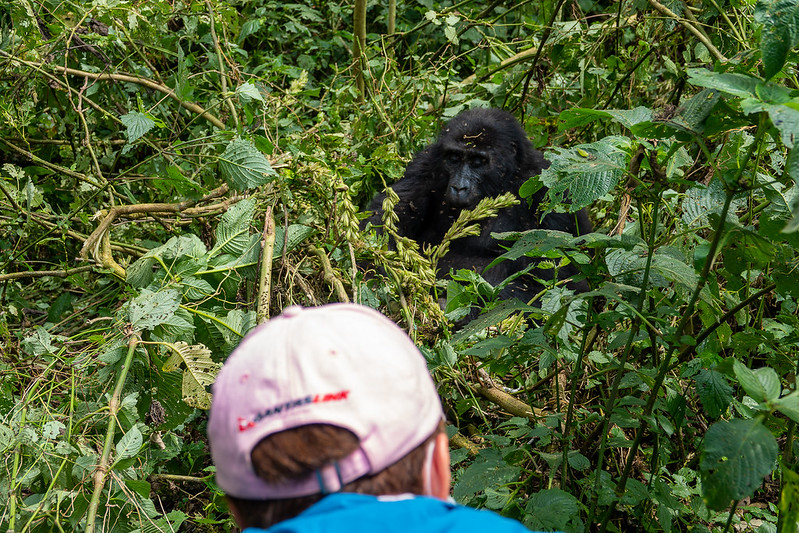 Gorilla Trekking