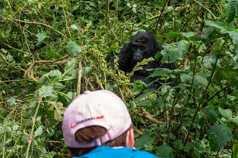 Gorilla Trekking