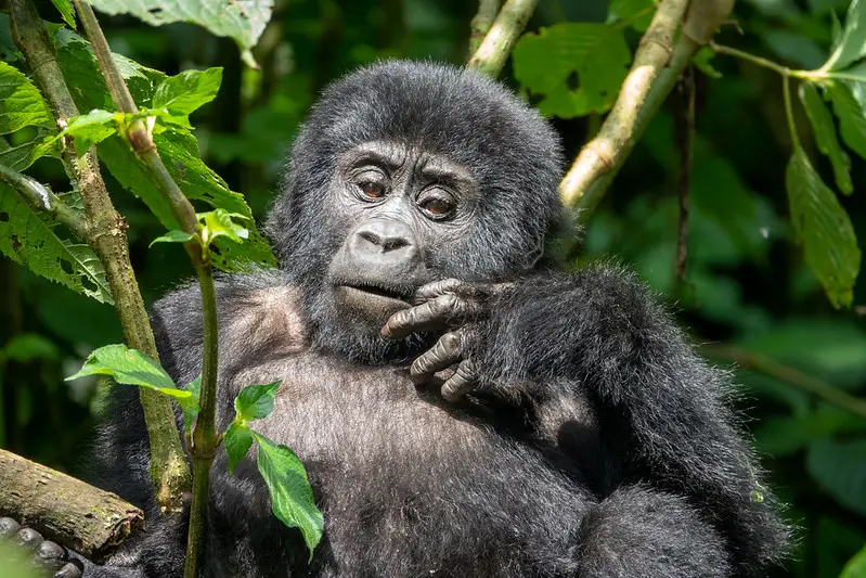 Mother Gorilla eating while Gorilla trekking in Rwanda