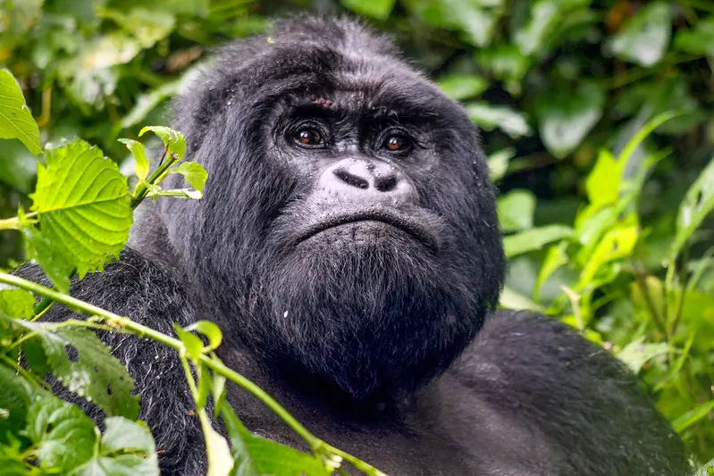 Gorilla Virunga