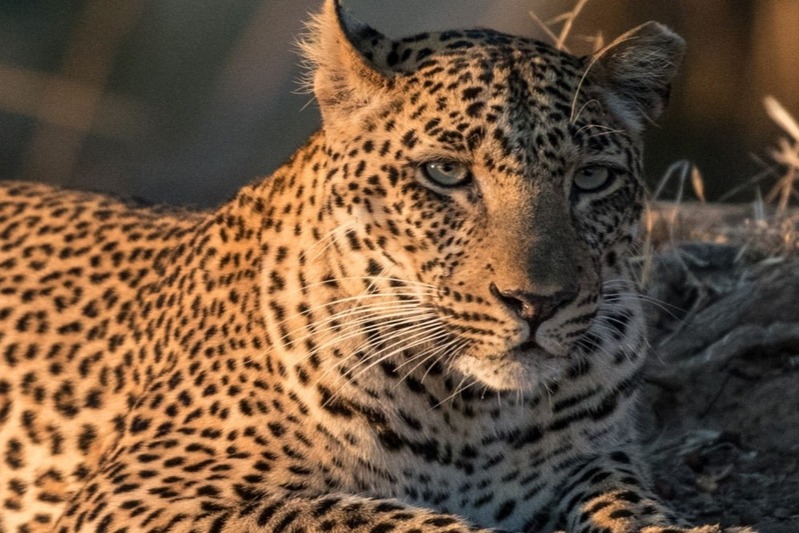 Leopard Botswana