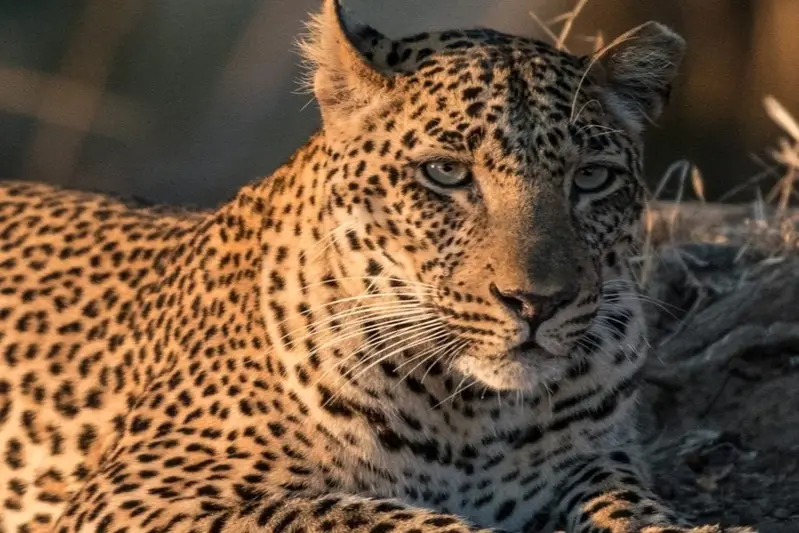 Leopard Botswana. Best time of year to go on safari in Botswana