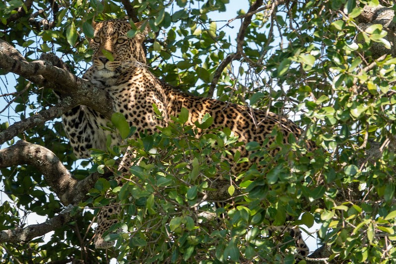 Leopard on safari