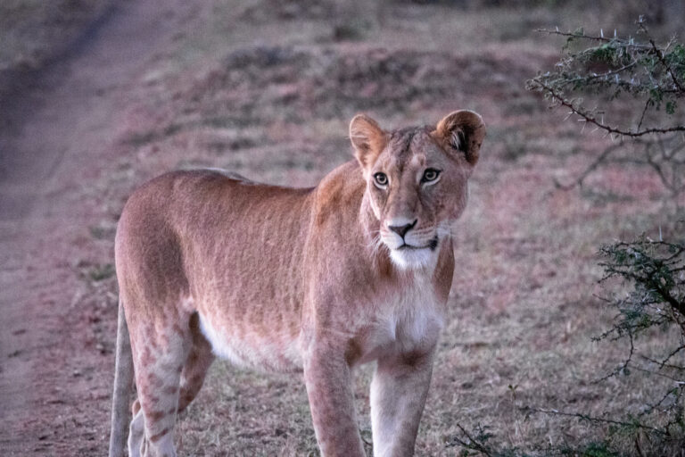 Top 10 Best African Safari Parks & Destinations 12 A lioness in Ruaha N.P, Tanzania