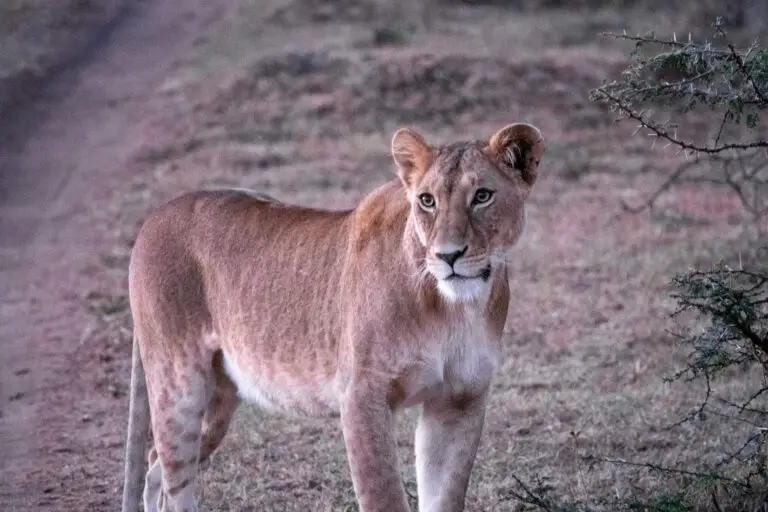 A lioness in Ruaha N.P, Tanzania