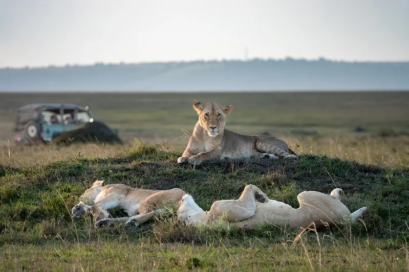 best time of year to go on safari in kenya