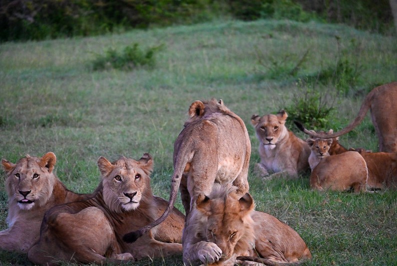 Lioness Pride Masai mara
