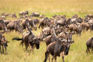 Wildbeest roaming the Serengeti, Tanzania
