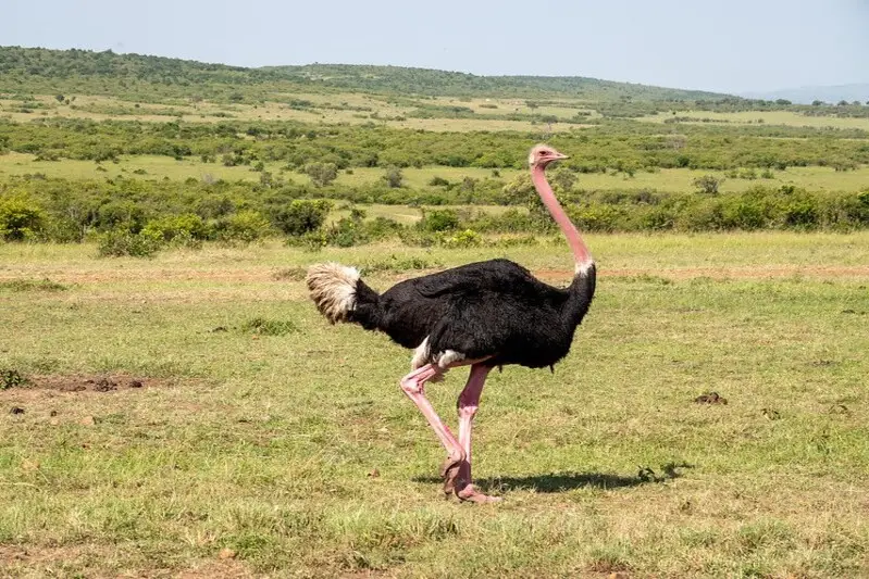Ostrich Kenya Yoga Safari