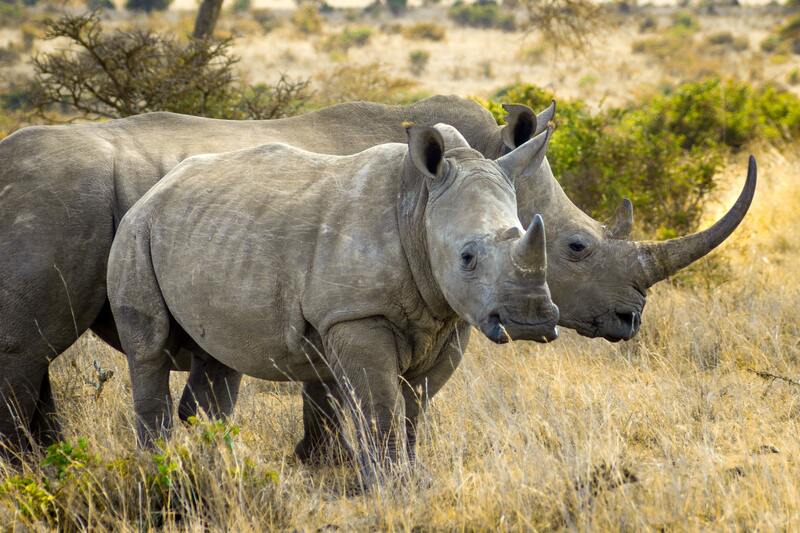 Rhinoceros on safari
