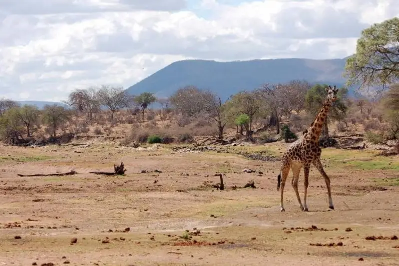 Ruaha River Southern Circuit
