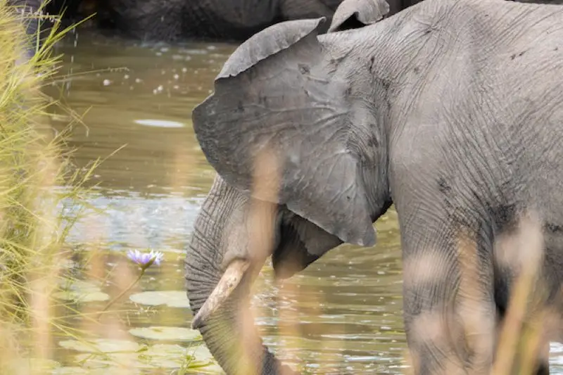 Safari Elephant 1 1