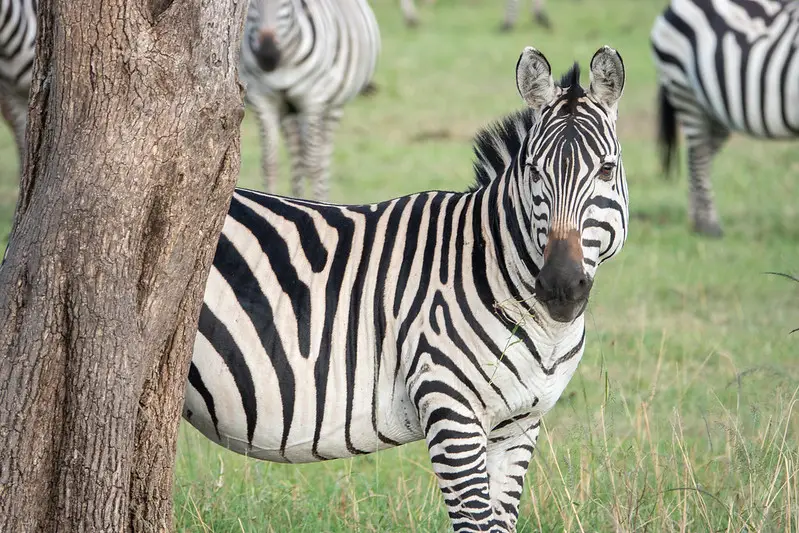 Safari zebra