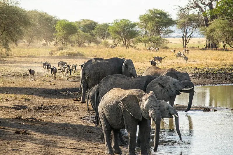 Tanzania Safari - Tarangire