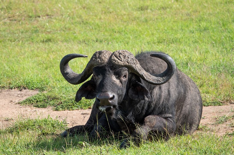 Water buffalo on safari