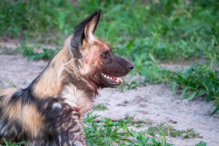 Wild dog in Moremi Game Reserve
