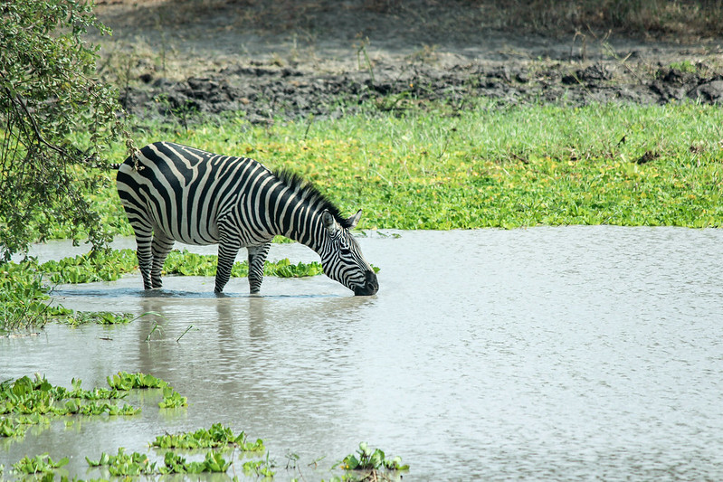 Zebra-Tarangire